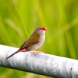 Pipe Perch for a Red Browed Finch